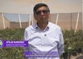Día del Arándano y la producción de este fruto en el desierto
