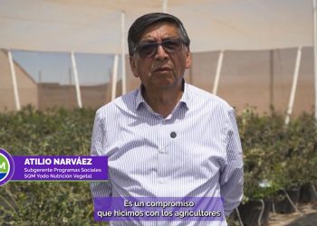 Día del Arándano y la producción de este fruto en el desierto