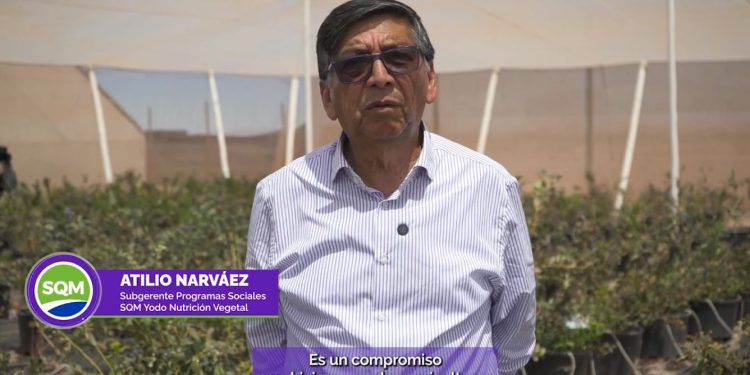 Día del Arándano y la producción de este fruto en el desierto