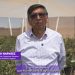 Día del Arándano y la producción de este fruto en el desierto
