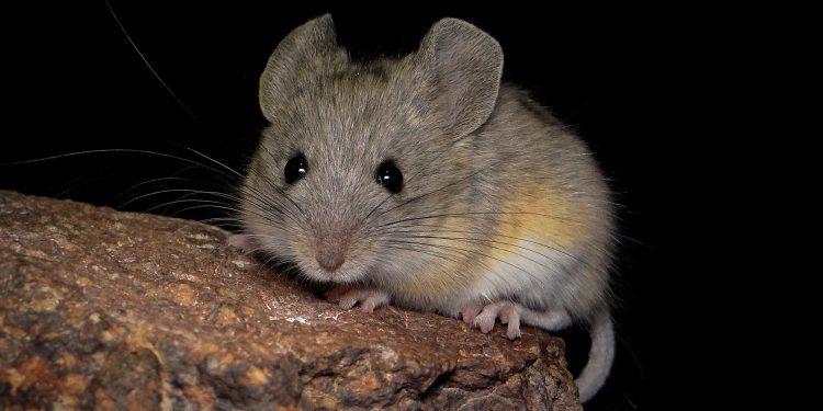 Adaptación extrema en la cordillera de los Andes: -Estudio revela el secreto del ratón que vive a la mayor altura del mundo, resistiendo frío y falta de oxígeno