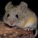Adaptación extrema en la cordillera de los Andes: -Estudio revela el secreto del ratón que vive a la mayor altura del mundo, resistiendo frío y falta de oxígeno