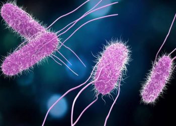 52 personas enfermas por salmonella durante la última semana
