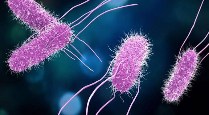 52 personas enfermas por salmonella durante la última semana