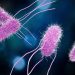 52 personas enfermas por salmonella durante la última semana