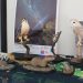 CONAF Tarapacá celebra 100 años de conservación en Chile con muestra fotográfica en Geoglifos de Pintados