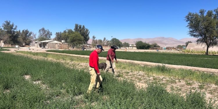 Comisión Nacional de Riego releva compromiso con la agricultura del desierto y sus quebradas en Tarapacá