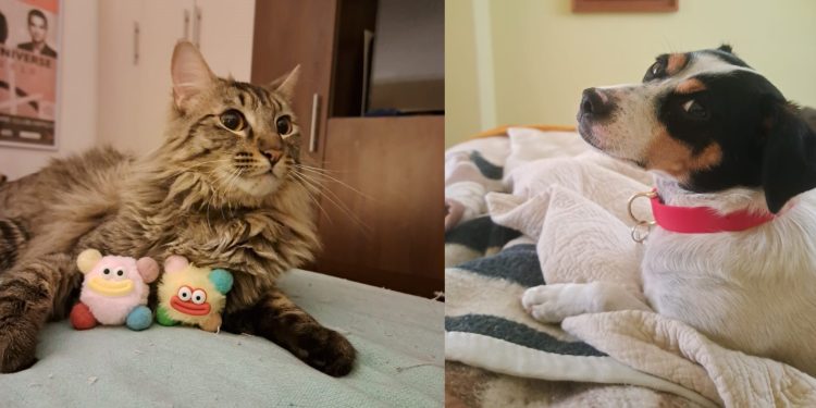 SAG convoca a veterinarios a inscribirse para apoyar acciones sanitarias en frontera para el ingreso de mascotas (perros y gatos)