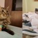 SAG convoca a veterinarios a inscribirse para apoyar acciones sanitarias en frontera para el ingreso de mascotas (perros y gatos)