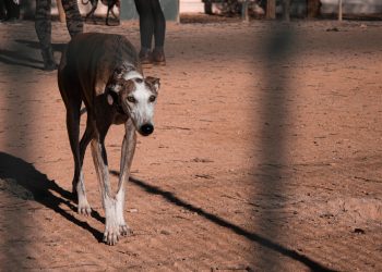 Tras votación contra las carreras de perros, expertos llaman a modernizar la legislación sobre bienestar animal