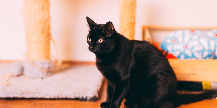Día del Gato Negro: Dejar atrás los prejuicios y valorar sus encantos únicos