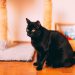 Día del Gato Negro: Dejar atrás los prejuicios y valorar sus encantos únicos