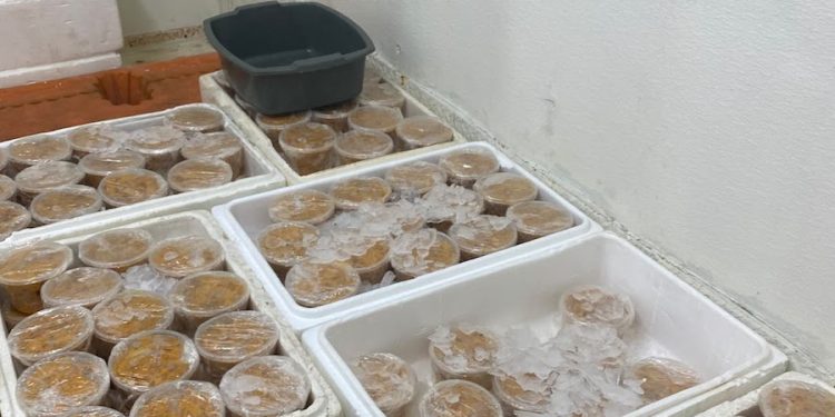 SEREMI de Salud detecta planta procesadora de erizos sin resolución sanitaria