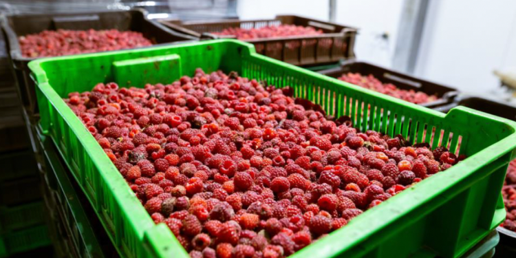 Exportaciones enero-julio crecen 15% y superan los US$ 70.000 millones: Alimentos alcanzan cifra récord