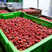 Exportaciones enero-julio crecen 15% y superan los US$ 70.000 millones: Alimentos alcanzan cifra récord