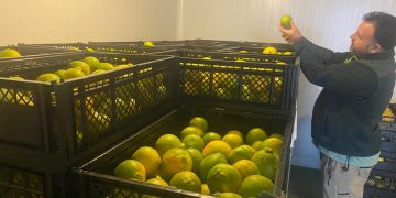 SAG Tarapacá autoriza primer tratamiento cuarentenario en frío para movilizar productos desde un área regulada por mosca de la fruta
