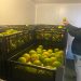 SAG Tarapacá autoriza primer tratamiento cuarentenario en frío para movilizar productos desde un área regulada por mosca de la fruta