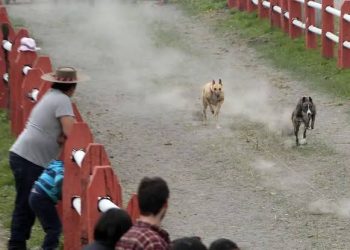 Carreras de galgos: empatía y respeto por quienes no tienen voz