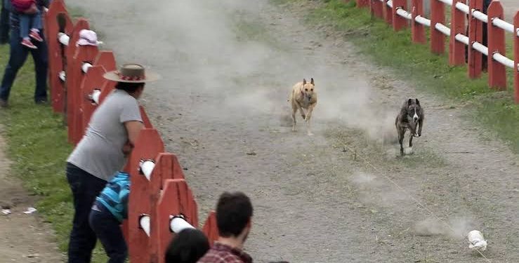 Carreras de galgos: empatía y respeto por quienes no tienen voz