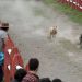 Carreras de galgos: empatía y respeto por quienes no tienen voz