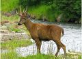 Huemul: proteger un símbolo nacional es conservar nuestros ecosistemas