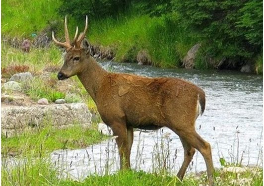 Huemul: proteger un símbolo nacional es conservar nuestros ecosistemas
