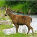 Huemul: proteger un símbolo nacional es conservar nuestros ecosistemas