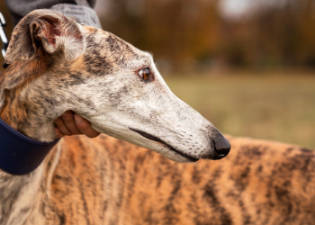 Colmevet reitera su rechazo a las carreras de galgos y exige la derogación del artículo 16° de la Ley 20.380