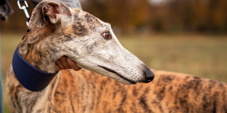 Colmevet reitera su rechazo a las carreras de galgos y exige la derogación del artículo 16° de la Ley 20.380