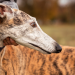 Colmevet reitera su rechazo a las carreras de galgos y exige la derogación del artículo 16° de la Ley 20.380