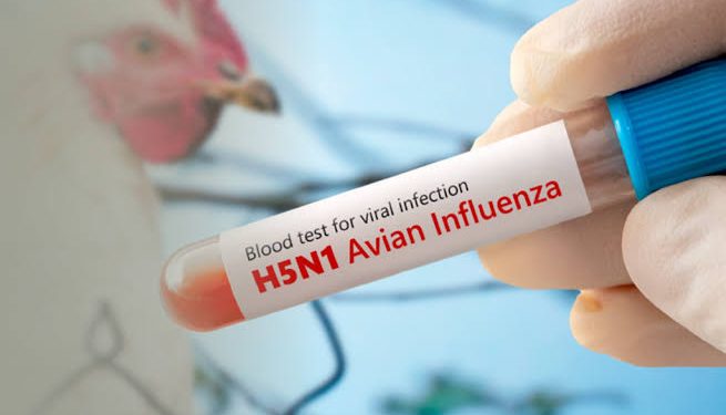 Influenza Aviar: un llamado urgente a la bioseguridad