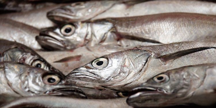 El 1 de octubre, volverán la pesca legal y venta de merluza común