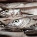 El 1 de octubre, volverán la pesca legal y venta de merluza común