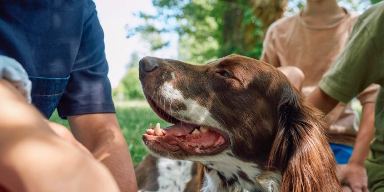 Chile elimina la rabia transmitida por perros: un logro que se cuida con prevención