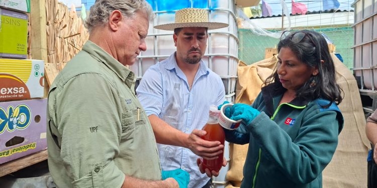 SAG fiscaliza producción de chicha previo a las Fiestas Patrias para resguardar la aptitud de consumo