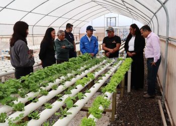 En Chanavayita cosechan hortalizas cultivadas con agua de mar