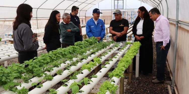 En Chanavayita cosechan hortalizas cultivadas con agua de mar