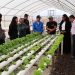 En Chanavayita cosechan hortalizas cultivadas con agua de mar