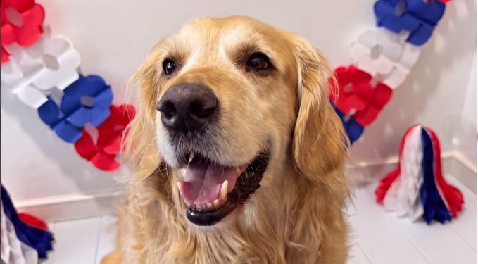 De la parrilla al veterinario: los alimentos típicos que pueden enfermar a tu mascota