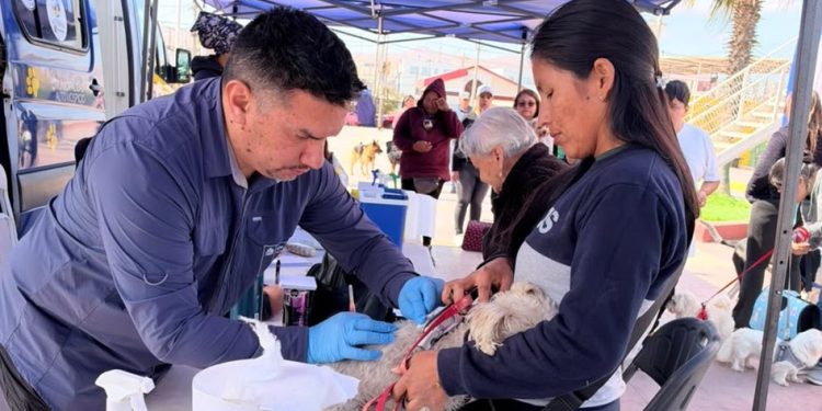 SEREMI de Salud realizará operativos de vacunación antirrábica en Tarapacá