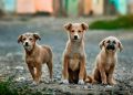 Una segunda oportunidad: el verdadero significado de adoptar
