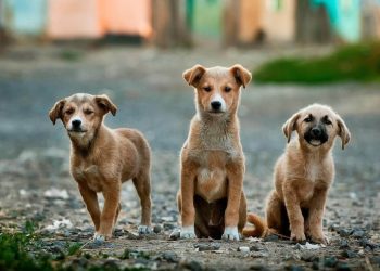 Una segunda oportunidad: el verdadero significado de adoptar