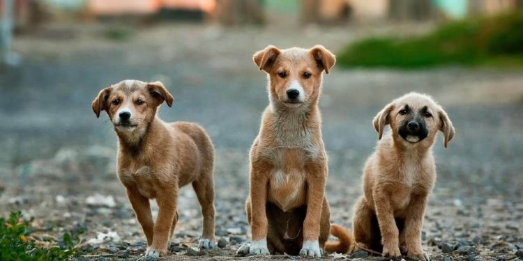Una segunda oportunidad: el verdadero significado de adoptar