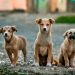 Una segunda oportunidad: el verdadero significado de adoptar