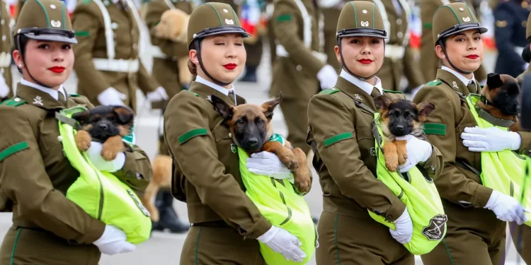 «Firmes frente al delito»: Cachorros de Carabineros sacaron sonrisas en la Parada Militar 2026