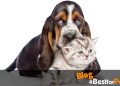 Perros y gatos no envejecen igual