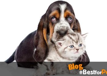 Perros y gatos no envejecen igual