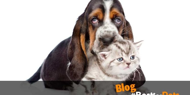Perros y gatos no envejecen igual
