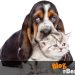 Perros y gatos no envejecen igual