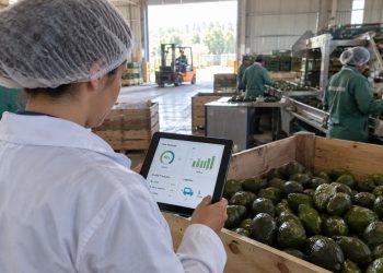 Startup Bruna expande su impacto en Latinoamérica junto a SONDA con soluciones de inteligencia artificial para diversas industrias